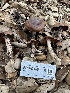  ( - FDS-CA-01098)  @11 [ ] by-nc (2024) Bat Vardeh Fungal Diversity Survey
