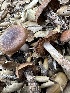  ( - FDS-CA-01098)  @11 [ ] by-nc (2024) Bat Vardeh Fungal Diversity Survey