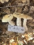 ( - FDS-CA-01100)  @11 [ ] by-nc (2024) Bat Vardeh Fungal Diversity Survey