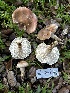  ( - FDS-CA-01990)  @11 [ ] by-nc (2024) Aaron Tupac Fungal Diversity Survey