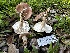  ( - FDS-CA-01990)  @11 [ ] by-nc (2024) Aaron Tupac Fungal Diversity Survey