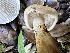  ( - FDS-CA-01990)  @11 [ ] by-nc (2024) Aaron Tupac Fungal Diversity Survey