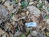  ( - FDS-CA-01453)  @11 [ ] by-nc (2024) Stu Pickell Fungal Diversity Survey