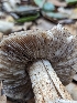  ( - FDS-CA-01453)  @11 [ ] by-nc (2024) Stu Pickell Fungal Diversity Survey