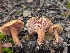  ( - FDS-CA-01437)  @11 [ ] by-nc (2024) Stu Pickell Fungal Diversity Survey