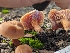  ( - FDS-CA-01437)  @11 [ ] by-nc (2024) Stu Pickell Fungal Diversity Survey