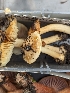  ( - FDS-CA-01439)  @11 [ ] by-nc (2024) Stu Pickell Fungal Diversity Survey
