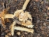 ( - FDS-CA-01439)  @11 [ ] by-nc (2024) Stu Pickell Fungal Diversity Survey