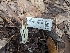  (Clavaria - FDS-CA-01447)  @11 [ ] by-nc (2024) Stu Pickell Fungal Diversity Survey
