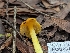  ( - FDS-CA-01449)  @11 [ ] by-nc (2024) Stu Pickell Fungal Diversity Survey