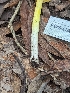  ( - FDS-CA-01449)  @11 [ ] by-nc (2024) Stu Pickell Fungal Diversity Survey
