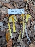  ( - FDS-CA-01450)  @11 [ ] by-nc (2024) Stu Pickell Fungal Diversity Survey