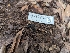  ( - FDS-CA-01451)  @11 [ ] by-nc (2024) Stu Pickell Fungal Diversity Survey
