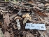  ( - FDS-CA-01452)  @11 [ ] by-nc (2024) Stu Pickell Fungal Diversity Survey