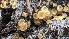  (Ascobolus sp. CA01 - FDS-CA-01760)  @11 [ ] c (2024) Michelle C. Torres-Grant Fungal Diversity Survey