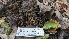  ( - FDS-CA-01760)  @11 [ ] c (2024) Michelle C. Torres-Grant Fungal Diversity Survey