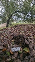  ( - FDS-CA-01760)  @11 [ ] c (2024) Michelle C. Torres-Grant Fungal Diversity Survey