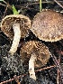  (Inocybe sp. CA55 - FDS-CA-00779)  @11 [ ] by-nc (2024) Taye Bright Fungal Diversity Survey