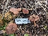  ( - FDS-CA-01455)  @11 [ ] by-nc (2024) Stu Pickell Fungal Diversity Survey