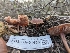  ( - FDS-CA-01455)  @11 [ ] by-nc (2024) Stu Pickell Fungal Diversity Survey
