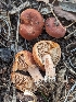  ( - FDS-CA-01460)  @11 [ ] by-nc (2024) Stu Pickell Fungal Diversity Survey