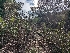  ( - FDS-CA-01460)  @11 [ ] by-nc (2024) Stu Pickell Fungal Diversity Survey