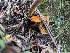  ( - FDS-CA-01464)  @11 [ ] by-nc (2024) Stu Pickell Fungal Diversity Survey