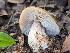  ( - FDS-CA-01458)  @11 [ ] by-nc (2024) Stu Pickell Fungal Diversity Survey
