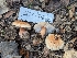  ( - FDS-CA-01458)  @11 [ ] by-nc (2024) Stu Pickell Fungal Diversity Survey