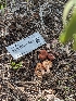  ( - FDS-CA-01460)  @11 [ ] by-nc (2024) Stu Pickell Fungal Diversity Survey