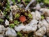  (Lamprospora sp. retispora-CA01 - FDS-CA-01532)  @11 [ ] c (2024) Rudy Diaz Fungal Diversity Survey