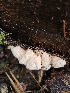  (Osteina undosa - FDS-CA-02195)  @11 [ ] by (2024) Mandy Hackney Fungal Diversity Survey