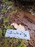  ( - FDS-CA-02195)  @11 [ ] by (2024) Mandy Hackney Fungal Diversity Survey