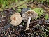  (Inocybe sp. flocculosa-CA01 - FDS-CA-02194)  @11 [ ] by (2024) Mandy Hackney Fungal Diversity Survey