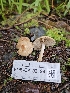  ( - FDS-CA-02194)  @11 [ ] by (2024) Mandy Hackney Fungal Diversity Survey