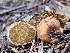  (Alpova concolor - FDS-CA-02193)  @11 [ ] by (2024) Mandy Hackney Fungal Diversity Survey