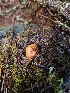  ( - FDS-CA-02193)  @11 [ ] by (2024) Mandy Hackney Fungal Diversity Survey