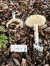  ( - FDS-CA-01053)  @11 [ ] by-nc (2024) Bat Vardeh Fungal Diversity Survey