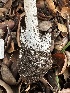  ( - FDS-CA-01053)  @11 [ ] by-nc (2024) Bat Vardeh Fungal Diversity Survey