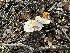  ( - FDS-CA-01074)  @11 [ ] by-nc (2024) Bat Vardeh Fungal Diversity Survey