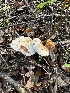  ( - FDS-CA-01074)  @11 [ ] by-nc (2024) Bat Vardeh Fungal Diversity Survey
