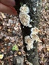  ( - FDS-CA-01073)  @11 [ ] by-nc (2024) Bat Vardeh Fungal Diversity Survey