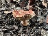  ( - FDS-CA-01524)  @11 [ ] c (2024) Rudy Diaz Fungal Diversity Survey