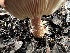  ( - FDS-CA-01524)  @11 [ ] c (2024) Rudy Diaz Fungal Diversity Survey