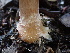  ( - FDS-CA-01524)  @11 [ ] c (2024) Rudy Diaz Fungal Diversity Survey