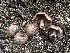  (Cortinarius sp. Harrower142e - FDS-CA-01522)  @11 [ ] c (2024) Rudy Diaz Fungal Diversity Survey