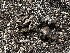  (Astraeus sp. CA01 - FDS-CA-01529)  @11 [ ] c (2024) Rudy Diaz Fungal Diversity Survey