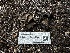  ( - FDS-CA-01529)  @11 [ ] c (2024) Rudy Diaz Fungal Diversity Survey