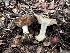  (Phlegmacium sp. CA04 - FDS-CA-01547)  @11 [ ] c (2024) Rudy Diaz Fungal Diversity Survey