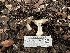 ( - FDS-CA-01547)  @11 [ ] c (2024) Rudy Diaz Fungal Diversity Survey
